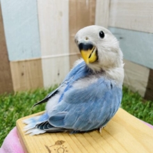 最新画像有り☆ブルーの色鮮やかさが綺麗なコ！コザクラインコのブルーオパーリン！