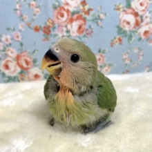 コザクラインコ  ノーマル🌿‬🫧‪  1/5