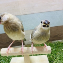 最新画像有り♪ヒナ餌卒業☆口を開けてグイグイ迫ってきます！桜文鳥♪