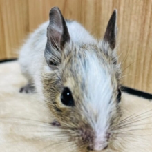 甘え上手で活発すぎる子☆デグー(パイド)