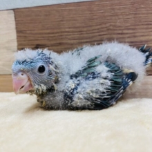 丸っこいおめめとシルエットが可愛らしいサザナミインコ♡ブルーやって来ました！