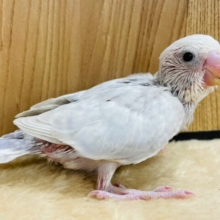 将来は甘えんぼさん？セキセイインコ(ライラック) ヒナ