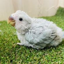 ふしぎちゃんカラー(^^) コザクラインコ　シナモン系