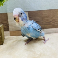 ドヤ顔が得意なんです！！セキセイインコオパーリン♪