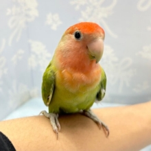 より赤く❤️コザクラインコ（オパーリン）　2022年9月生まれ