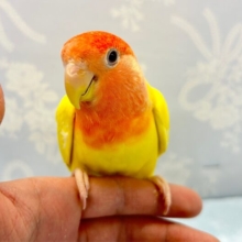 鮮やか💛コザクラインコ（ルチノー）　2022年9月生まれ