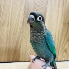 【最新画像更新！】控えめ系？なウロコインコ(ブルー) ヒナ