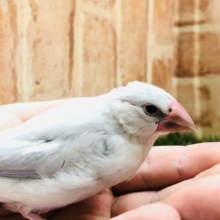 このカラー好きです！　シルバー文鳥　Ｒ４　１２／８撮影