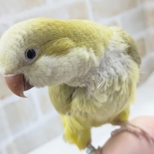 最新画像あり！　落ち着いた色合いが魅力🍀　オキナインコ(ダークパリッド)　最新画像2023.1.29