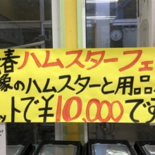 新春ハムスターフェア！