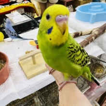 カキカキは好き？セキセイインコ（グリーンオパーリン）