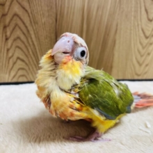 【最新画像更新！】儚すぎるかわいさ！！ウロコインコ(パイナップル) ヒナ
