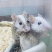 あと１匹☆本店初入舎！！触り心地バツグンなネズミさん！ヤワゲネズミの男の子！