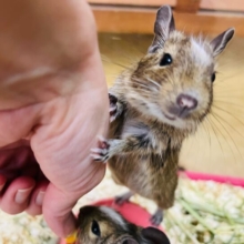 画像更新☆べたなれ茶多めデグーベビー❤(パイド)