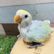 最新画像有り☆明るいグリーンの可愛いコ！コザクラインコのブルーチェリーパイド！