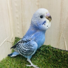 1人餌！最新画像になりますよ‼️華やか模様がお気に入り！セキセイインコ！オパーリン！も