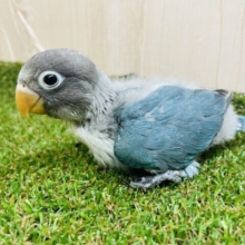 激かわボタンさん再来‼️ 大人気ブルーカラー🟦　ボタンインコ