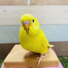 最新画像有り！黄色の濃さなら負けないぞっ☆セキセイインコのダブルファクター！