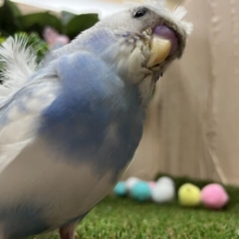 素敵な髪型でしょ？💓　羽衣セキセイインコ　パイド