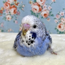 ジャンボセキセイインコ  バイオレット  💜  1/14