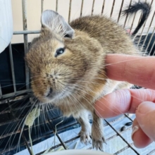 デグーフェア！お得なセット有ります☆