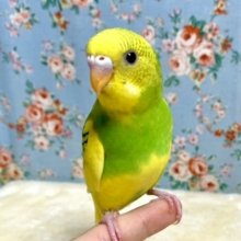 セキセイインコ   イエローパイド 🍋 .*゜  1/31