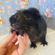 おしり周りがセクスィ❤︎イケメンボーイ､クレステッドモルモットさん❤︎♂