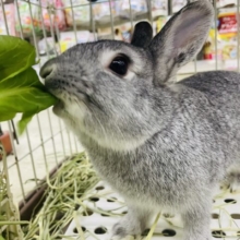もぐもぐ画像になりますよ〜！おすまし顔が得意なんですよ(*´-`) ネザーランドドワーフ　チンチラ