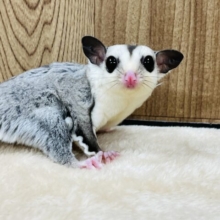 ビビりんぼだけど甘えたいの…♡フクロモモンガ(ホワイトフェイス)
