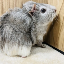 グレー‪✕‬ホワイトの巻き毛ちゃん♪アビシニアンモルモット(女の子)