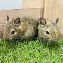 あと１匹！おチビなデグーちゃんズがやって来ました♪