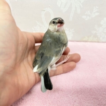 桜🌸文鳥！2022年12月生まれ