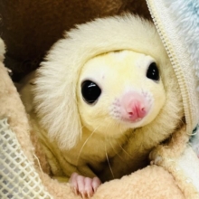 ちょっぴり恥ずかしがり屋さんな男の子！フクロモモンガのリューシスティックカラー！