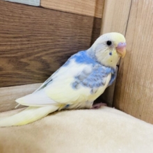 ちょっぴり恥ずかしいんです！セキセイインコパステルレインボーパイド☆