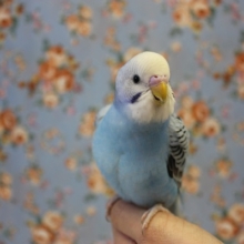 せわしないヨ💙手のりセキセイインコ(オパーリン)