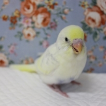 最高に綺麗です✨手乗りセキセイインコ(ハルクイン)