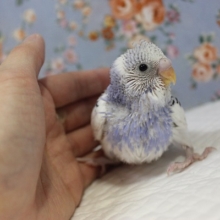 R4.12月生🐣セキセイインコ(パイド)ヒナちゃん