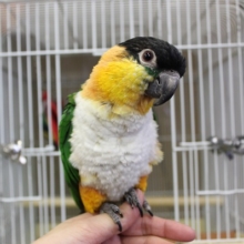 イチオシ💛とってもチャーミングで甘えんぼ❤︎手乗りズグロシロハラインコさんです🪶✨