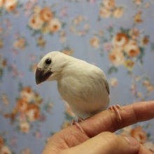 R4.12月生🕊一人餌 手乗り文鳥(シルバー)
