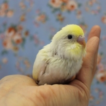 とってもキレイなクリーム色💛セキセイインコ ヒナちゃん💛