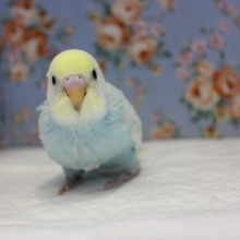 ピヨピヨ天使💙手乗りセキセイインコ(パステルレインボースパングル)