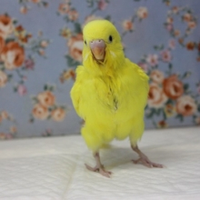 手乗りセキセイインコ(ダブルファクター)💛🖤