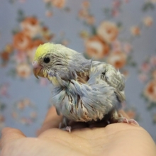個性的で魅力たっぷり♩セキセイインコ(レインボー)ヒナちゃん💙💛