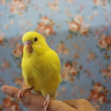 眩しいお色に一目惚れ💛セキセイインコ(ルチノー)