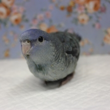 静かな優しさ💙サザナミインコ(ブルー)🌊