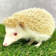🦔⸒⸒最新画像🦔⸒⸒キュートな💛ヨツユビハリネズミ（シニコット）女の子　2022年7月生まれ