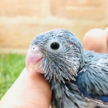 マメと言えばこのカラーは定番　マメルリハインコ　ブルー　Ｒ５　１／１９撮影