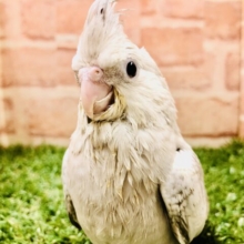 まさかの再び入舎です　オカメインコ　WF  Ｒ５　１／１２撮影