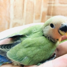 キュートなお顔です☆　コザクラインコのノーマルカラー　2023.1/13撮影