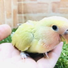 比較的珍しいカラーです☆　コザクラインコのシナモンパイドカラー 2023.1/13撮影